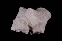 藏品(細腰岩螺)的圖片